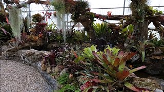 Many Varieties of Bromeliads Beautiful Garden [upl. by Carlynne612]