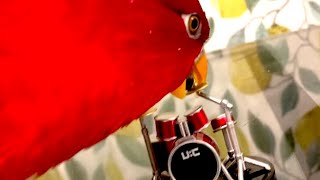 Red birb🍅Drum set Ohayo [upl. by Martinez]