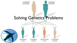 Solving Genetics Problems [upl. by Edina712]