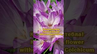 Осіння квітка колхікумAutumn flower colchicum garden flowers autumnflowers [upl. by Arnulfo]