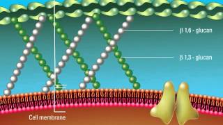 Overview of the Fungal Cell Structure [upl. by Remliw]