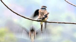 Whiskered Treeswift Hemiprocne comata [upl. by Dias]