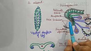 Reproduction in Pteris plant formation and structure of sporangia for bsc Msc entrance exams [upl. by Rowen216]