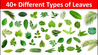 Leaves Name in English and Hindi  Different Types of Leaves with Name and Picture  Name of Leaves [upl. by Ambrosio771]