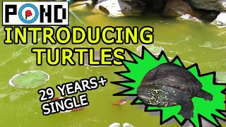 Introducing the Reeves Turtles 29years Single [upl. by Neitsirhc]