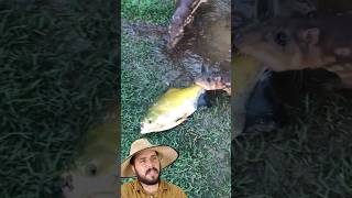 Paca pegando peixe [upl. by Asirral]