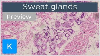 Sweat Glands preview  Histology amp Function  Human Anatomy  Kenhub [upl. by Nnyletak]