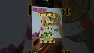 howtodraw parrot colourpencildrawing [upl. by Ambrosia212]