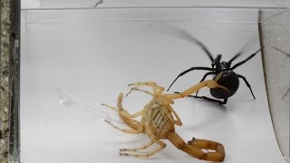 Scorpion And Black Widow Display Their Natural Survival Skills Warning May be disturbing [upl. by Annawit]