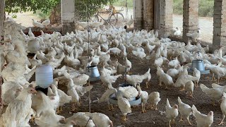 Pakistan Poultry Farm  Pakistan Production  Pakistan farming  part 6 [upl. by Coryden]