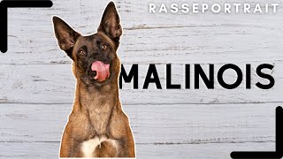 Malinois  Ursprung Charakter Haltung amp Erziehung 💯 [upl. by Enelrihs]