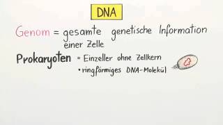 DNA  Verpackung und Chromatin  Biologie  Genetik [upl. by Balch]