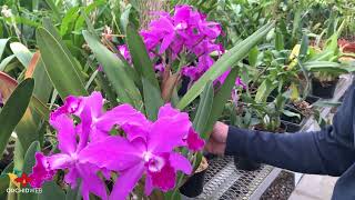 OrchidWeb  Exploring the many different flower types in our Cattleya benches [upl. by Koeninger]