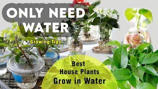 Best 20 Indoor Plants that Only Need Water  houseplants you can grow in water  Water plant details [upl. by Leasia]