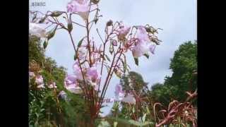 BBC One The Private Life of Plants Flowering Bees and balsam [upl. by Ettenuj]