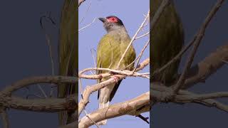 Australasian Figbird Call birds birdsounds [upl. by Liamsi]