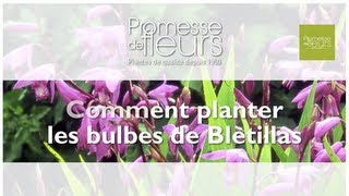 Planter des Orchidée rustiques  les Bletillas [upl. by Enyawud]