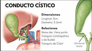 Anatomía fisiología e histología de las Vías Biliares [upl. by Artenal830]