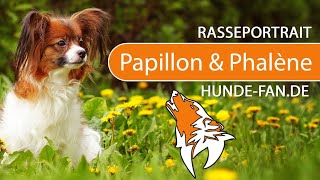 ► Papillon amp Phalène 2019 Rasse Aussehen amp Charakter [upl. by Anitteb]