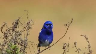 White Winged Fairy Wren Adelaide [upl. by Novit]