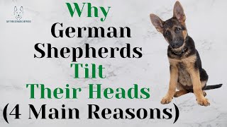 Why German Shepherds Tilt Their Heads 4 Main Reasons [upl. by Ann-Marie]