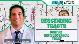 Neurology  Descending Tracts Pontine Reticulospinal Tract [upl. by Dranyam463]