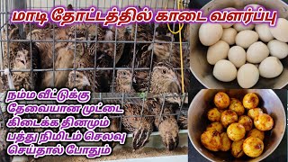 மாடி தோட்டத்தில் காடை வளர்ப்புMaadithottamSachu [upl. by Haleelahk]