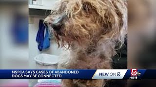 MSPCA says cases of abandoned dogs may be connected [upl. by Hguh]