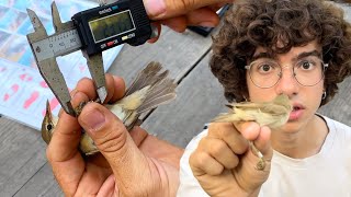 Ayudamos a estos Pajaritos con la Ciencia [upl. by Laamaj]