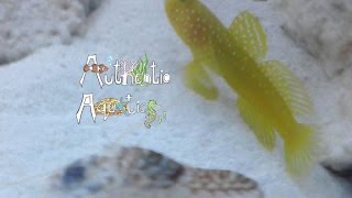 How to Keep Pistol Shrimp and Shrimp Gobies [upl. by Lederer]