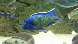 Copadichromis sp Kawanga Mbamba bay at show tank  PISCES [upl. by Mcclain]