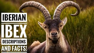 Iberian ibex  Description and Facts [upl. by Elberfeld221]