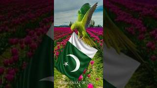 New Mili naghma 2024 14august Pakistan national birds on Pakistan flag shortvideoindependenceday [upl. by Sands794]