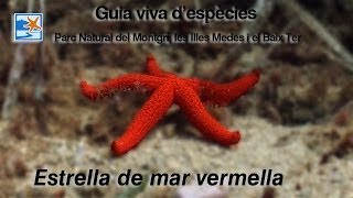 Estrella de mar vermella [upl. by Kirt]