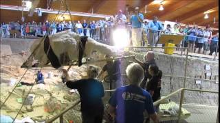 Columbian Mammoth Skull Removal  The Mammoth Site [upl. by Ahcsropal403]