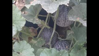 How to grow cantaloupe and melons in containers for beginners [upl. by Wolfort449]