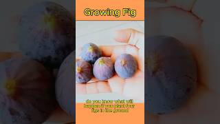 How To Growing Figs  Planting a Fig howto [upl. by Bee275]