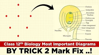 Class 12th Biology Most important diagram how to draw Anatropous Ovule within Seconds 🔥 [upl. by Olegna]