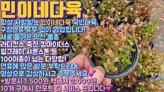 민이네다육국민다육 소개영상꽃 핀 라디칸스통통한 축전샤론스톤 등 100여종 이상 다양합니다💕구정연휴 휴무없이 영업문자주문 01068630625 [upl. by Aitetel801]