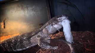 Monitor Lizard Live Feeding Compilation  WARNING VIEWER DESCRETION ADVISED [upl. by Ettelra516]