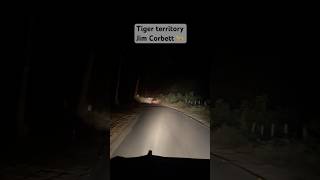 Man eater tiger 🐆territory in Jim Corbett tiger forest viralvideo shorts jungle jimcorbett [upl. by Felicle]