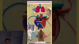 O2ampCO2 understand blood circulation heardampLungs doctor mbbs college bsc nursing gnm anm trending [upl. by Auerbach154]