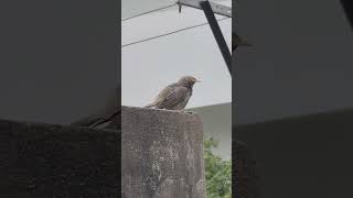 YellowBilled Babbler [upl. by Jami775]