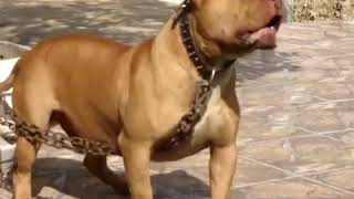 Pitbull latindo [upl. by Shani]