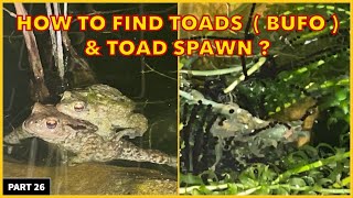 How Do You Find Toads  Bufo  amp Toad spawn [upl. by Amles]