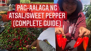 Sweet Pepper Atsal Farming Guide  Fertilization to Pest Control from Planting to Harvest [upl. by Anselmo]