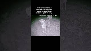 A pack of coyotes begin howling nearby our livestock guardian dogs spring into action… [upl. by Sonitnatsnoc15]