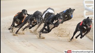 Derby race 2024  Dog racing in Pakistan  Greyhound racing video [upl. by Leizahaj178]