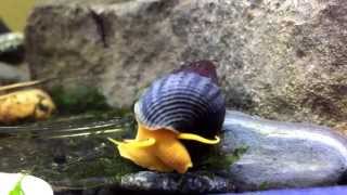 Orange Rabbit Snail on its way to dinner [upl. by Fein375]