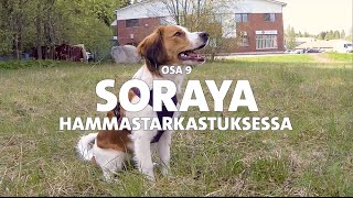 Evidensia Pentupäiväkirjat – Osa 9 Soraya hammastarkastuksessa [upl. by Notlrak]